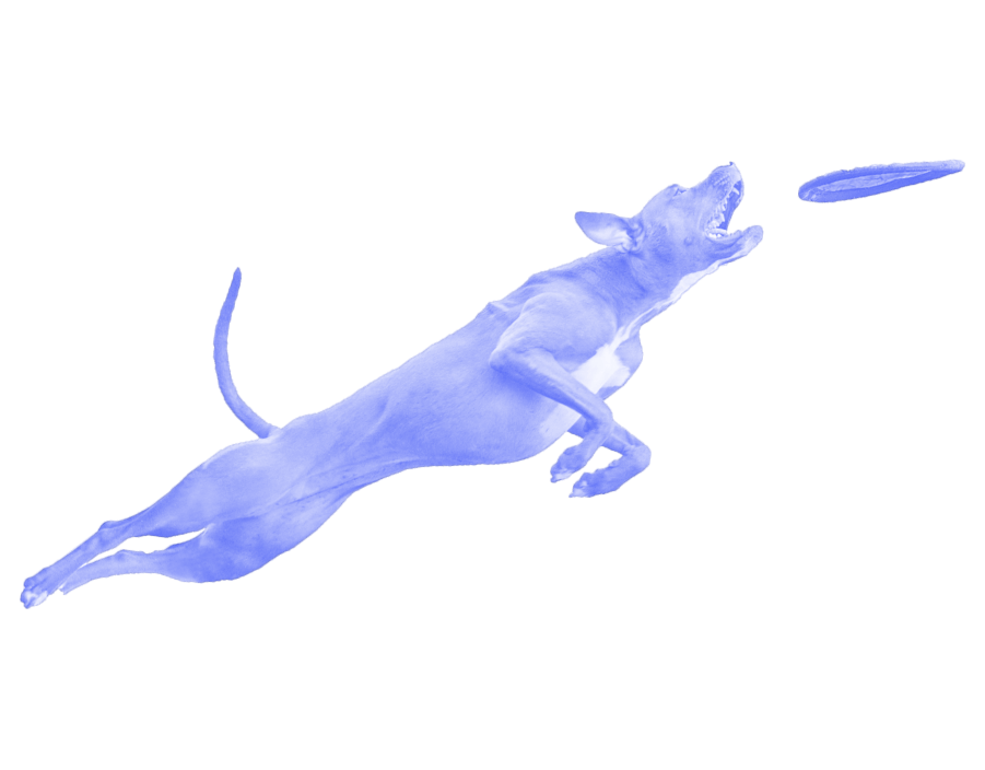 Jumping dog catching a frisbee